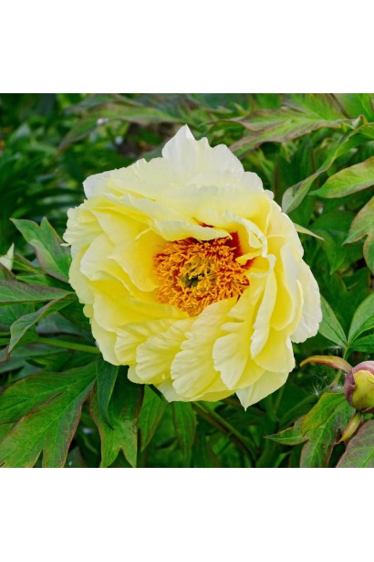 Півонія деревовидна Єллоу: яскраве уособлення весняного тепла.